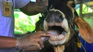 Wabah PMK yang kembali muncul sejak 1990